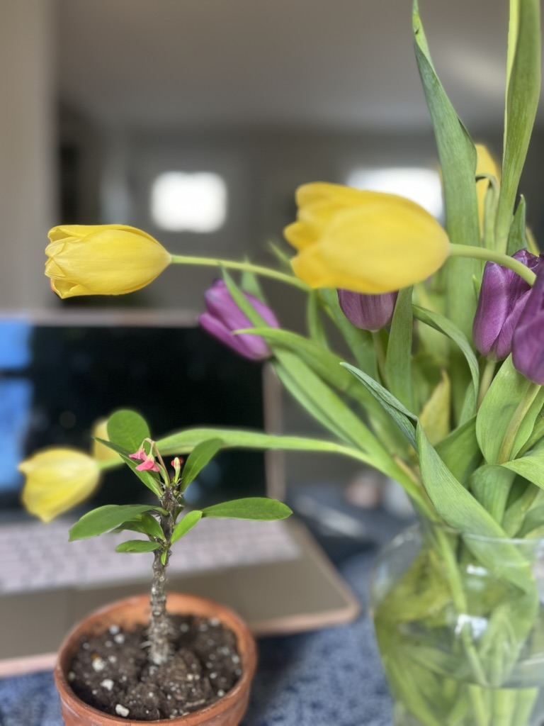 A close-up of yellow tulips and purple tulips in a clear vase, with a small potted plant in the foreground, set against a blurred background featuring a laptop.