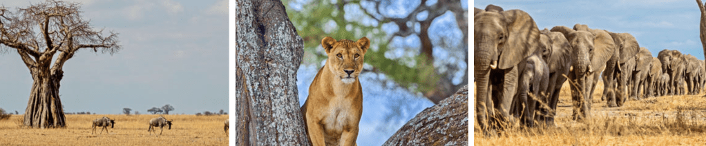 A baobab tree in an open savanna landscape with wildebeests grazing in the background.