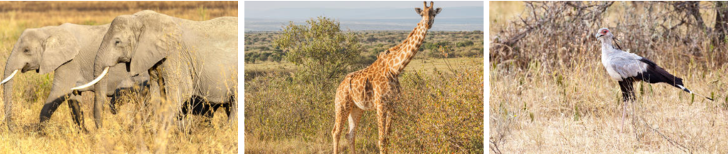 A group of elephants walking through tall grass in a savanna landscape.