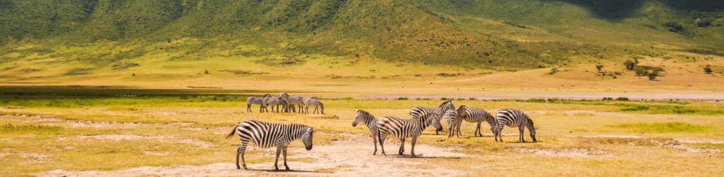 A herd of zebras grazing on a grassy plain with a mountainous backdrop.