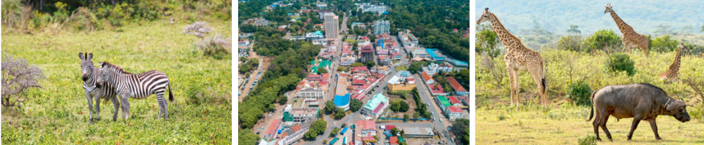 Two zebras standing in a grassy field.